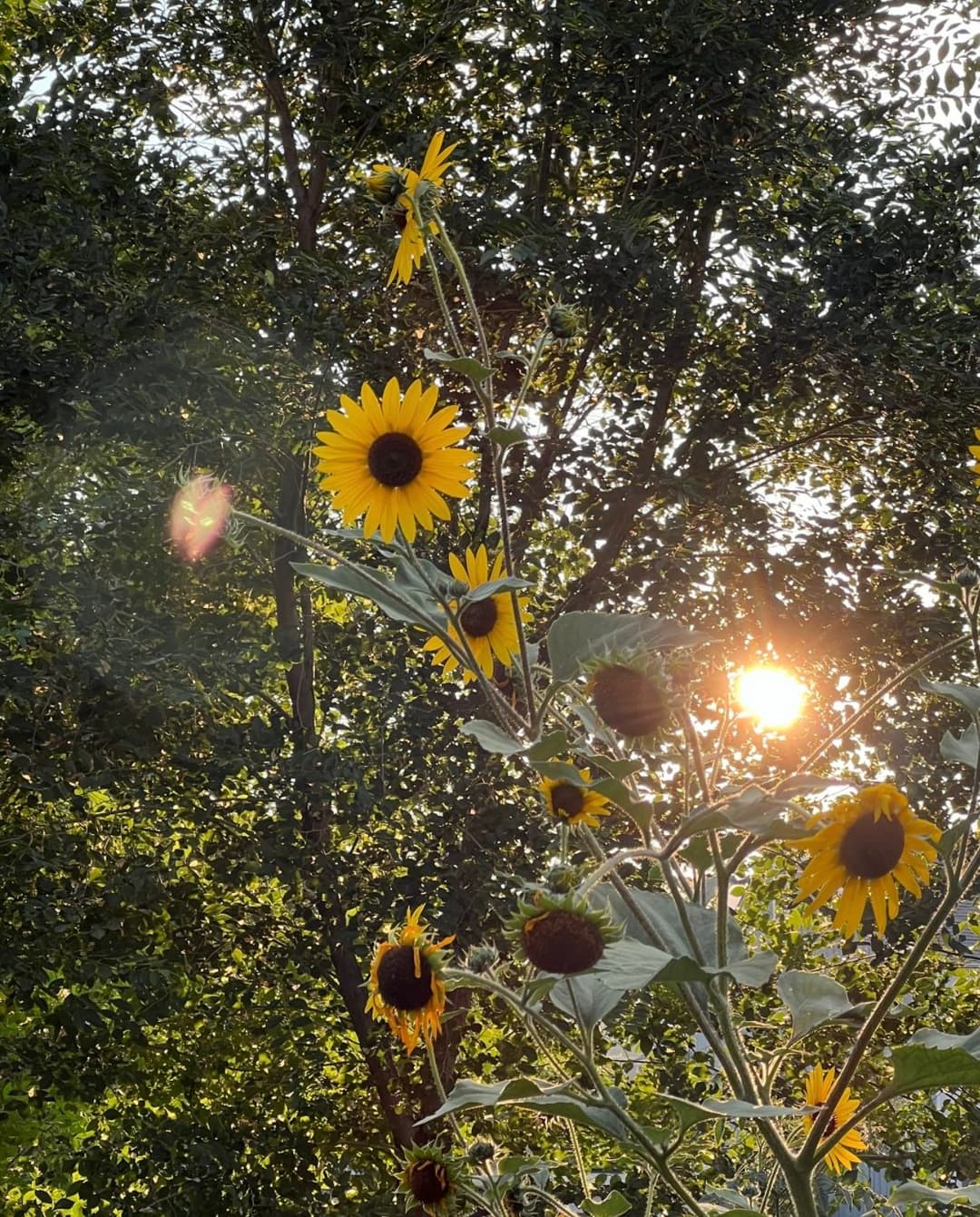 The Power of Sunlight - How Natural Light Impacts Yourth Health and Wellbeing
